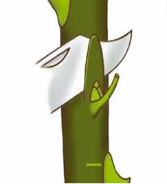 Greffe d'un bourgeon