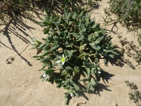 Aizoanthemum hispanicum 
