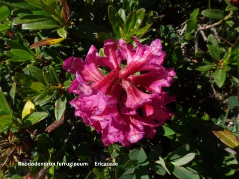 Rhododendron ferrugineum