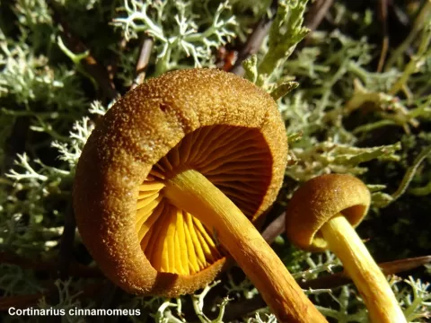 Cortinarius cinnamomeus