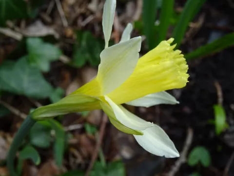 Narcissus pseudonarcissus