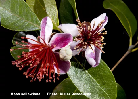 Feijoa_sellowiana_