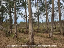 Eucalyptus  