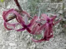 Matthiola fruticulosa 
