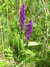 Dactylorhiza elata subsp. sesquipedalis 