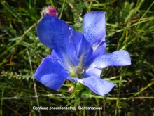 Gentiana pneumonathe