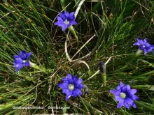 Gentiana pyrenaica