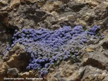 Globularia repens