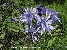 Lactuca plumieri