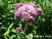 Adenostyles alliariae 