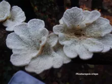 Plicaturopsis crispa