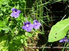 Pinguicula grandiflora
