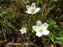 Parnassia palustris