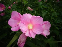 fleurs