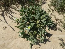 Aizoanthemum hispanicum 