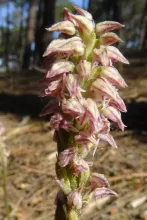 Neotinea maculata