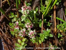  Lysimachia maritima