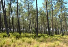 Pinus pinaster