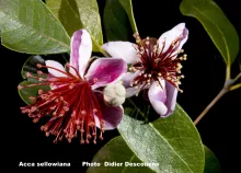 Feijoa_sellowiana_