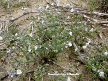 Omphalodes littoralis 