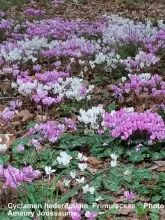 cyclamen hederifolium