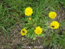 Crepis sancta - Asteraceae